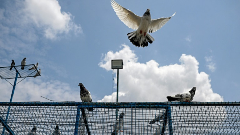 A la fronti&egrave;re indo-pakistanaise, la bataille du chapardage des pigeons