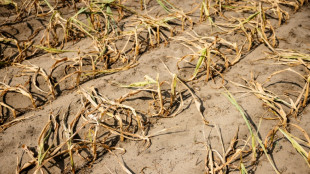 Klimaexperten: Erderw&auml;rmung um drei Grad Celsius bis 2050 m&ouml;glich