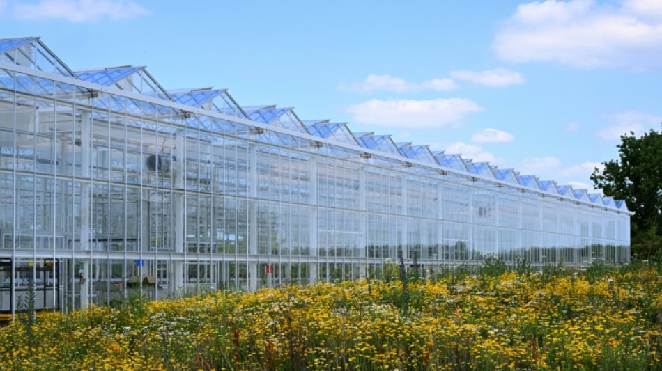 En Champagne, une serre "coffre-fort" pour protéger la racine des vignes du changement climatique