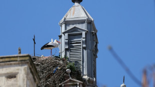 Cientos de cigüeñas halladas muertas cerca de Madrid por la gripe aviar