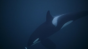 Ménopause: quand celle des cétacés pourrait aider à expliquer celle des femmes