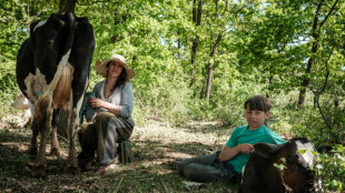 Dans l'est de l'Ukraine, un &eacute;levage de vaches au milieu des combats