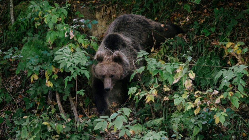 La Roumanie annonce une forte hausse du nombre d'ours