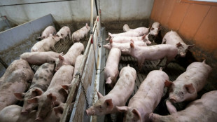Mehrere hundert Schweine auf Bauernhof in Niedersachsen mutma&szlig;lich verhungert