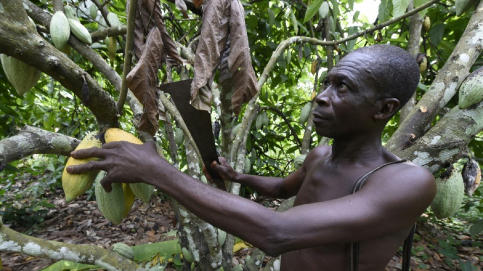 Nigeria quiere aprovechar el alza de los precios del cacao para impulsar su producci&oacute;n local