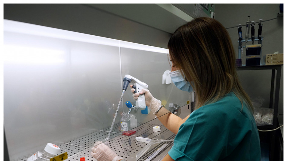 Primi spermatozoi umani coltivati in laboratorio su reni di topo