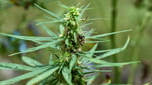 Polyn&eacute;sie: relaxe pour un p&egrave;re qui soignait son fils handicap&eacute; avec de l&rsquo;huile de cannabis
