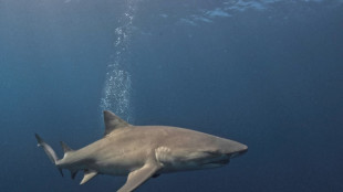 Egypte: un touriste tu&eacute; par un requin en mer Rouge (minist&egrave;re de l'Environnement) 