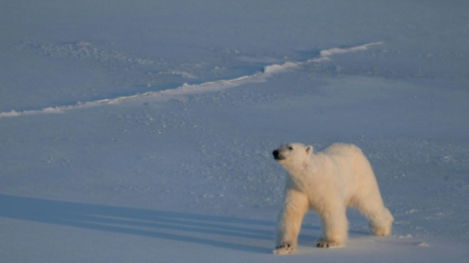 Polar bears bulk up despite melting Norwegian Arctic: study