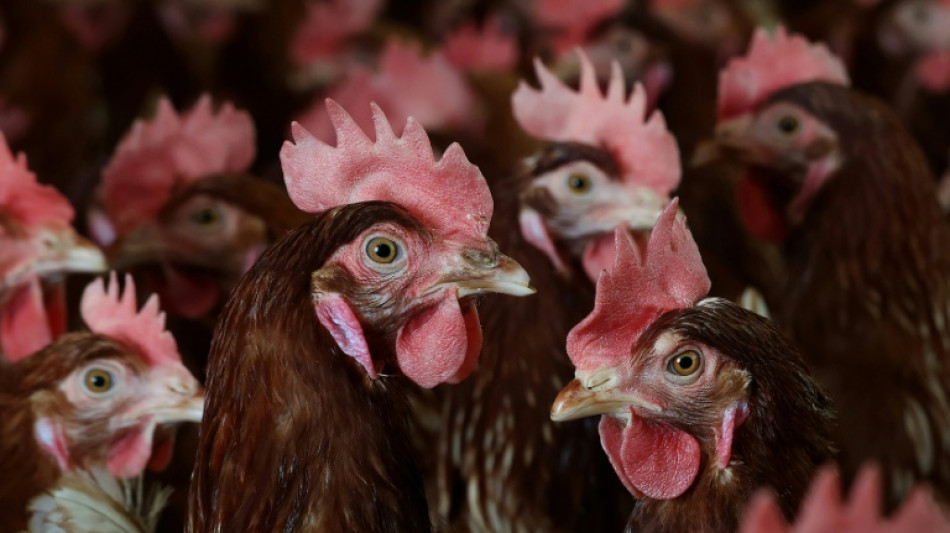 Fast zehntausend H&uuml;hner verenden bei Stallbrand in Mecklenburg-Vorpommern