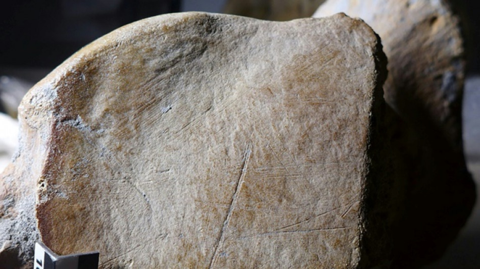 Les hommes de N&eacute;andertal pratiquaient la chasse &agrave; l'&eacute;l&eacute;phant