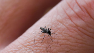 Dengue e chikungunya, in Italia rischi per coste e periferie