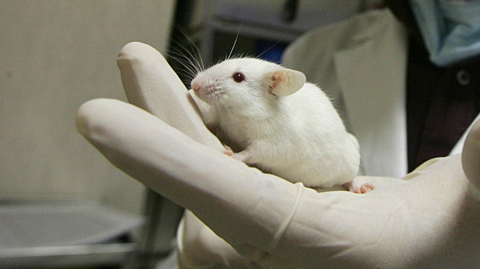 Dalla pelle al cervello, svelato il circuito della temperatura