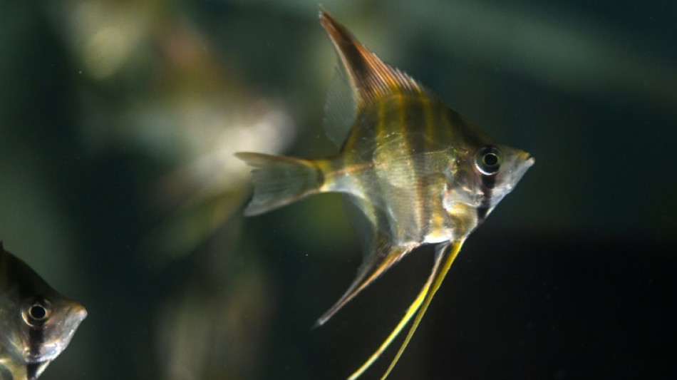 Guainia: la r&eacute;gion colombienne qui orne les aquariums du monde