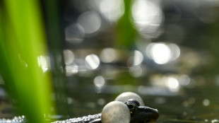 Wie Kanonenfeuer: Quakende Frösche lösen Polizeieinsatz in Rheinland-Pfalz aus