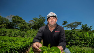 Caficultores de Costa Rica combaten cambio climático con tecnología
