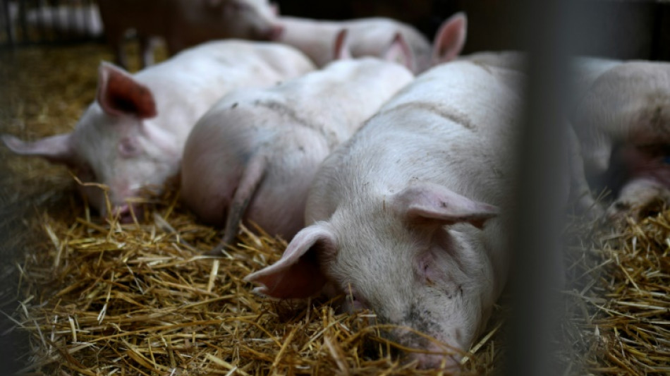 Un foyer de peste porcine africaine dans un &eacute;levage en Allemagne, pr&egrave;s de la fronti&egrave;re fran&ccedil;aise