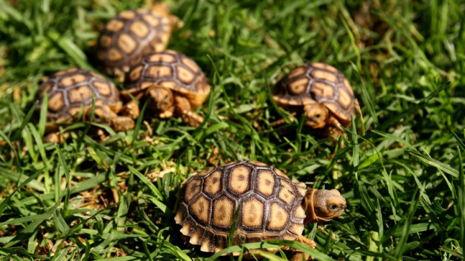 Ermittlungen in Nordrhein-Westfalen: Verletzte Schildkr&ouml;ten in M&uuml;lltonne geworfen