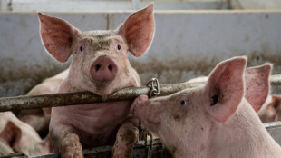 Bauernpr&auml;sident: Preiskrise k&ouml;nnte Bem&uuml;hungen um Tierwohl zunichte machen