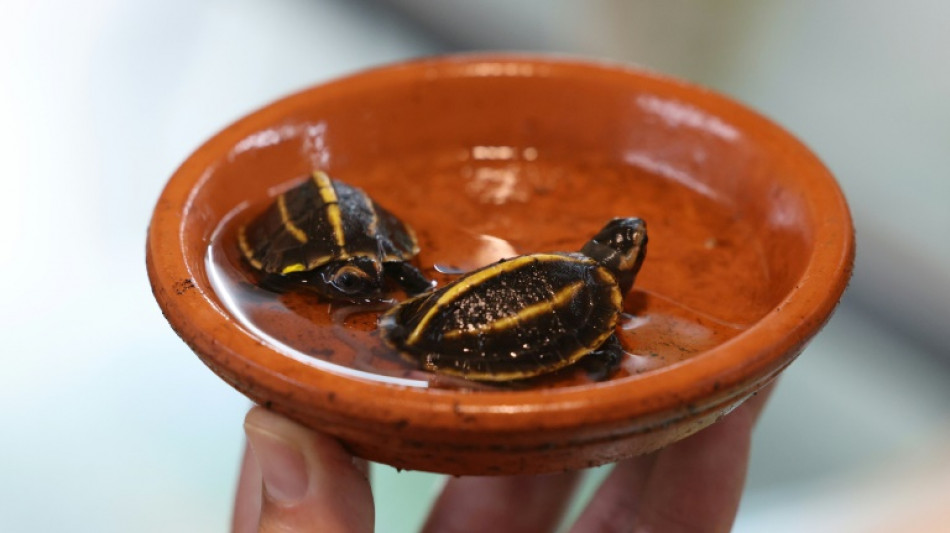Corse: rare naissance en captivité de deux tortues en danger d'extinction