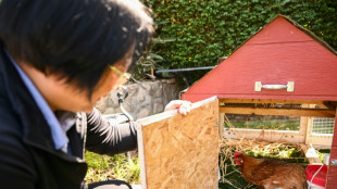 Alquiler de gallinas se populariza en EEUU por alza del precio de los huevos