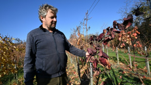 La flavescence dorée plonge les viticulteurs hongrois en plein désarroi 