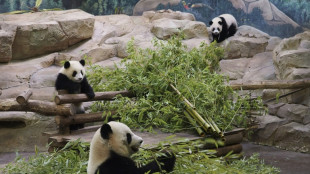 Beauval: les jumelles pandas f&ecirc;tent leur un an devant leurs fans