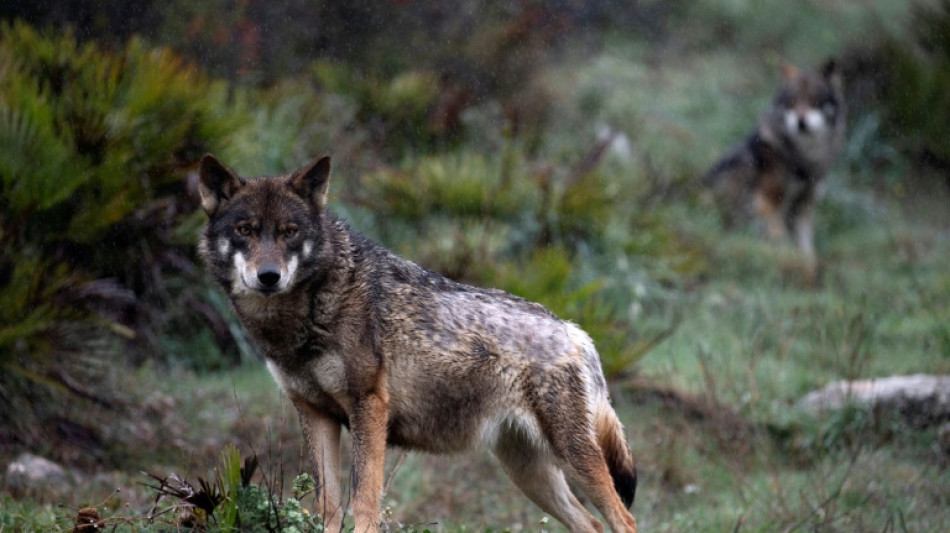 Schwedische Beh&ouml;rden geben f&uuml;r kommendes Jahr 72 W&ouml;lfe zum Abschuss frei