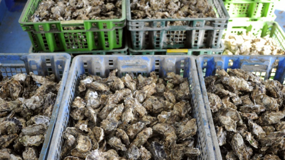 Algues toxiques entre Vend&eacute;e et Finist&egrave;re: p&ecirc;che aux coquillages interdite dans de nombreux secteurs