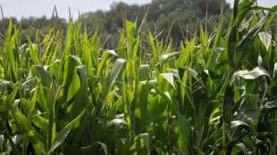 Schleswig-Holstein: Drohne entdeckt hunderte Cannabispflanzen in Maisfeld