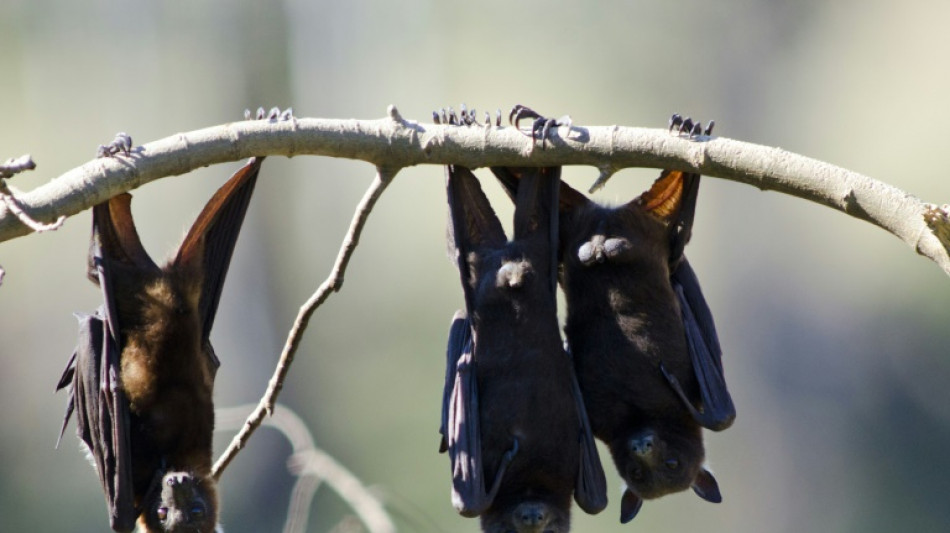 Australian man dies from 'extremely rare' bat bite virus