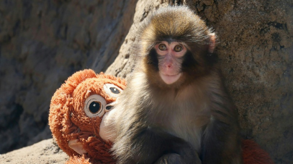 Zool&oacute;gico japon&eacute;s niega que el macaco viral "Punch" est&eacute; siendo acosado