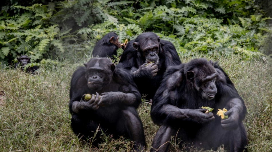 A Lwiro, une oasis pour sauver des animaux traumatis&eacute;s de l'est de la RDC