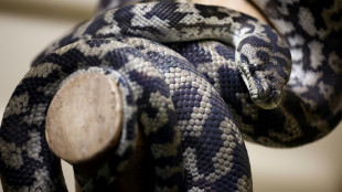 Unbekannte setzen in Baden-W&uuml;rttemberg Python in Altkleidercontainer aus