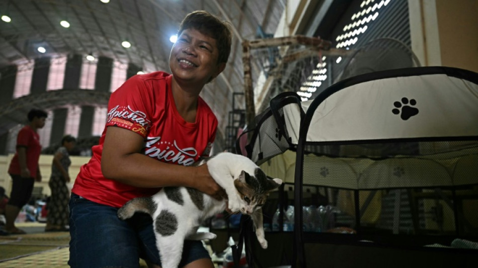 Thai woman herds cats under fire in Cambodia clashes