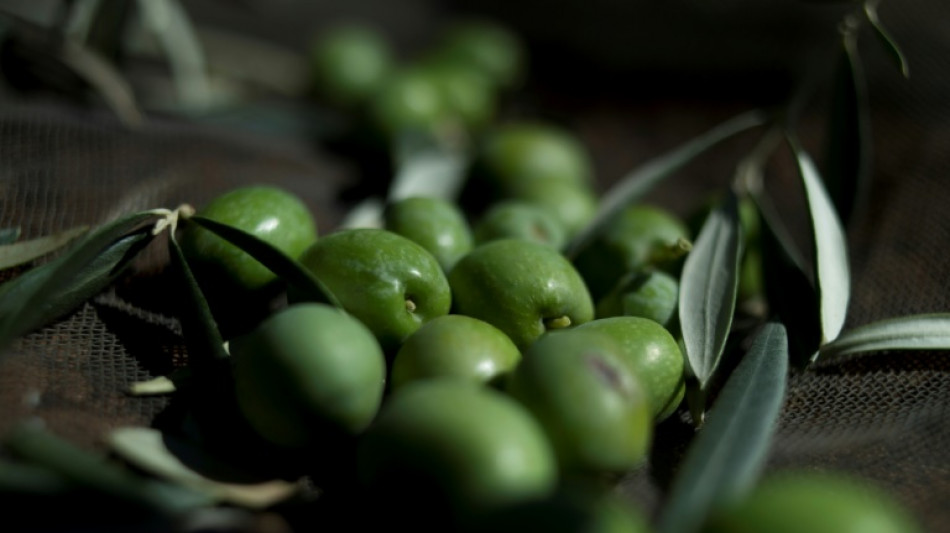 Detienen a 16 personas en Espa&ntilde;a por el robo de 17,5 toneladas de aceitunas