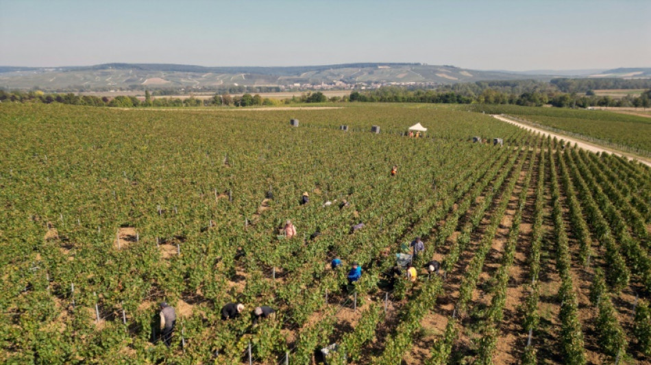 French champagne makers face prison in human trafficking trial