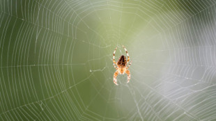 Rot leuchtender Spinnenfaden: Erstmals Genschere bei Spinnen eingesetzt