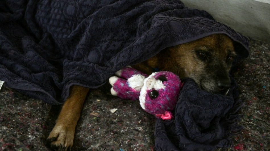 Em meio &agrave; devasta&ccedil;&atilde;o, a luta para salvar animais presos pelas inunda&ccedil;&otilde;es no Rio Grande do Sul