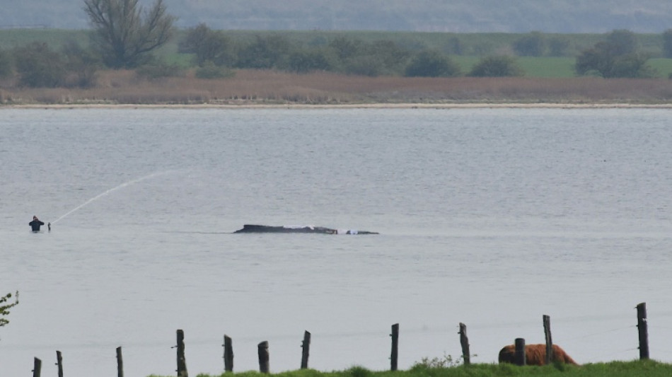 Rescate de una ballena varada en la costa del mar B&aacute;ltico entra en "fase decisiva"