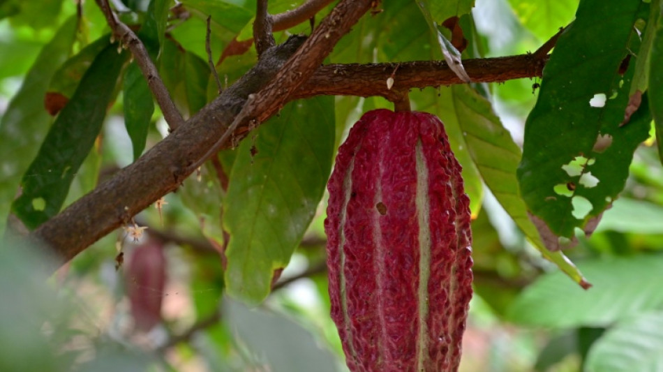 Cacao, el nuevo oro de la econom&iacute;a de Ecuador