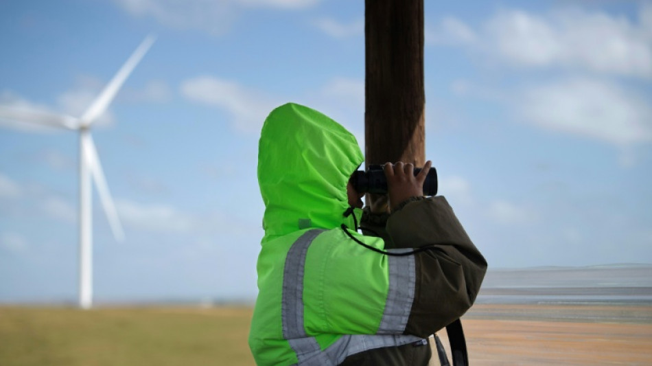 S.Africa seeks to save birds from wind turbine risks