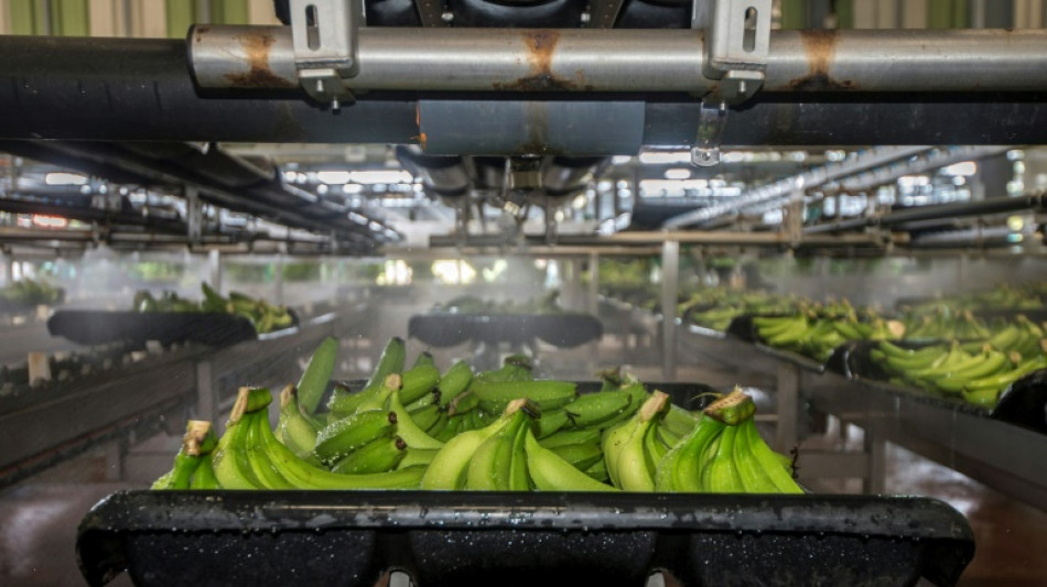 En las Antillas francesas, la producci&oacute;n bananera quiere ser verde