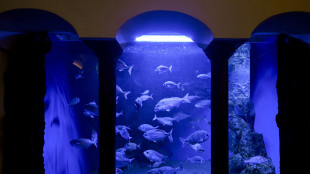 Stazione zoologica Dohrn lancia podcast su biodiversità marina