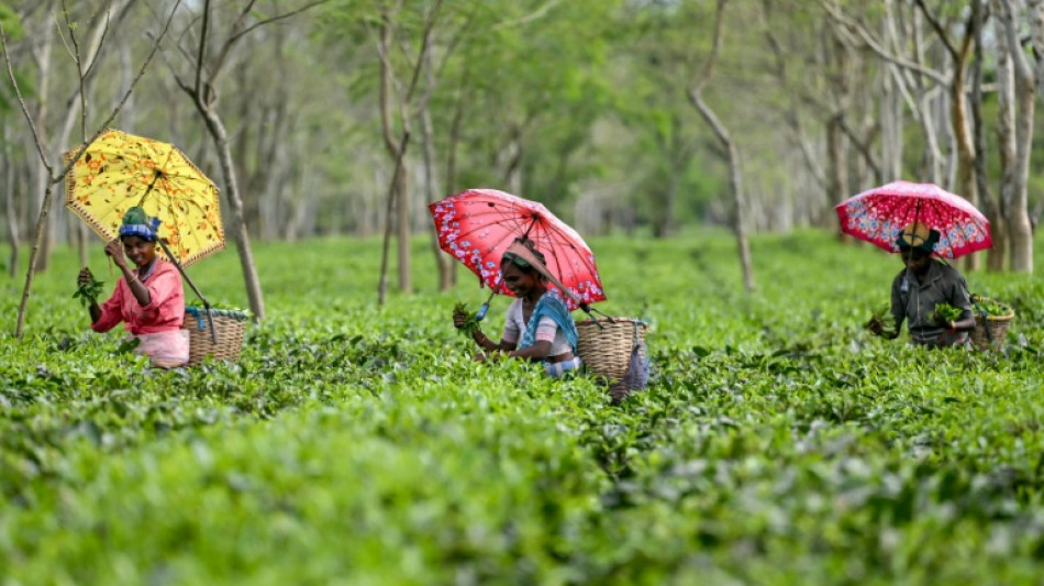 Erdrutsche und Überschwemmungen zerstören Darjeeling-Teeplantagen in Indien