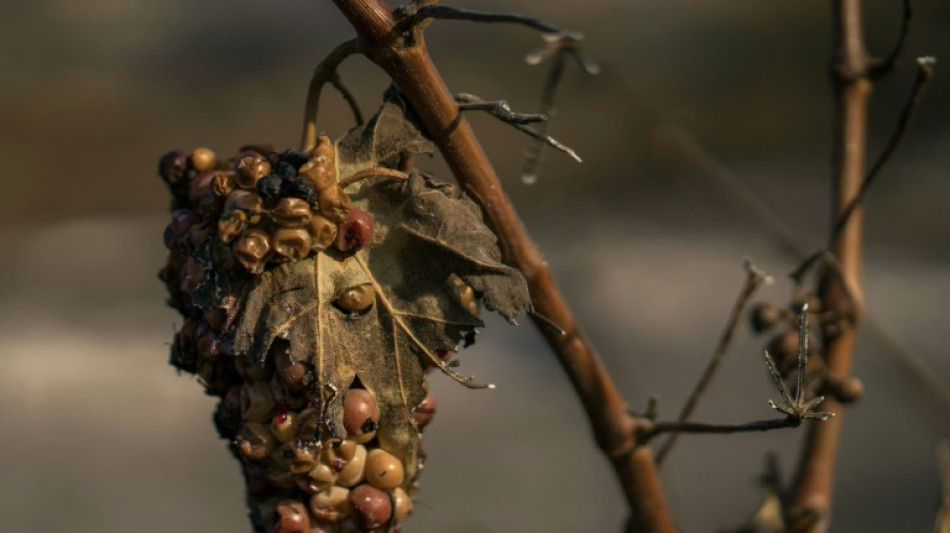 Affect&eacute;s par le feu, les viticulteurs des Corbi&egrave;res attendent l'aide de l'Etat