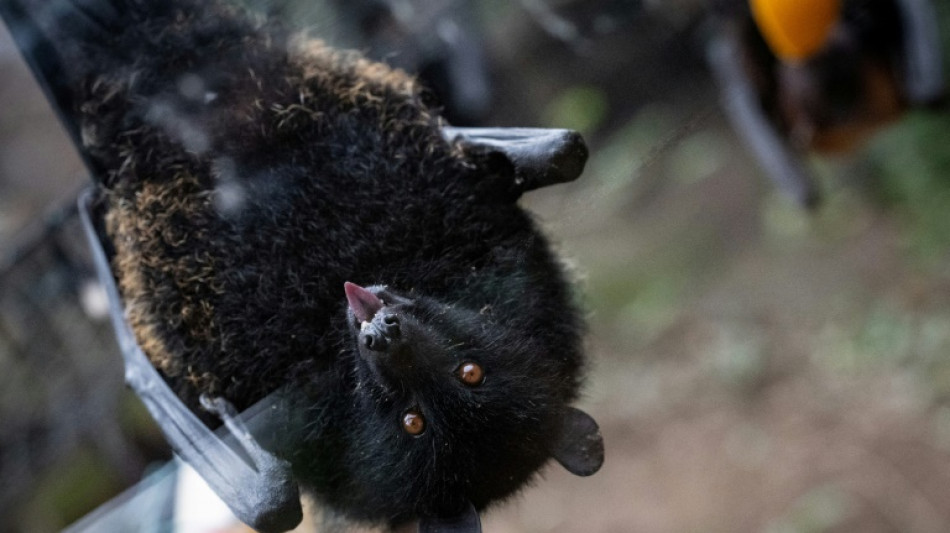 Premi&egrave;re naissance en captivit&eacute; d'une chauve-souris g&eacute;ante des 
Comores en France
