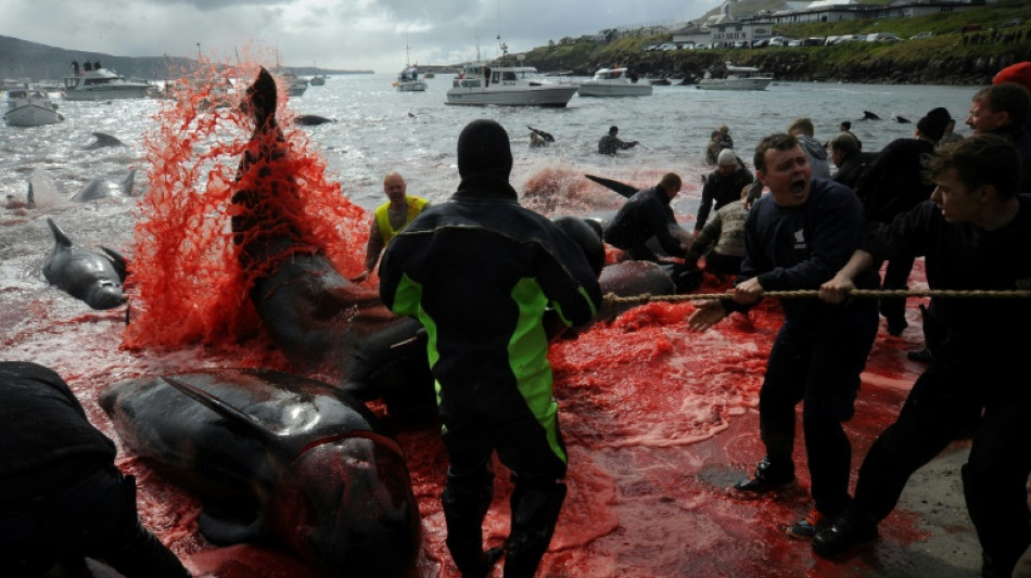 Les &icirc;les F&eacute;ro&eacute; limitent leur quota de chasse &agrave; 500 dauphins par an