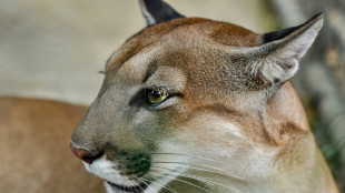 Jagd auf freilaufende Großkatze in Sachsen-Anhalt - Tier möglicherweise Puma
