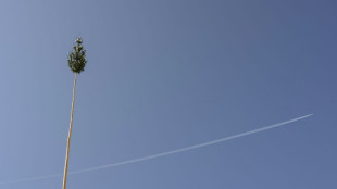 Maibaum st&uuml;rzt in Menschenmenge: F&uuml;nf Verletzte in Nordhein-Westfalen 